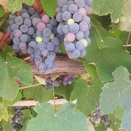 Guesthouse Parthenon Lejlighedshotel Parthenón