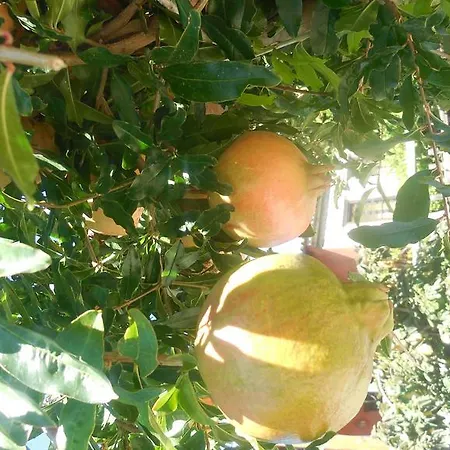 Guesthouse Parthenon Parthenón