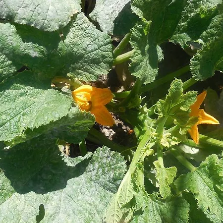 Guesthouse Parthenon