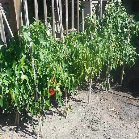 Guesthouse Parthenon