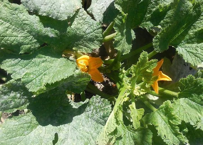 Guesthouse Parthenon