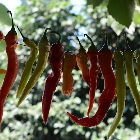 公寓式酒店 Guesthouse Parthenon Parthenón